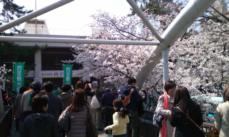 芦屋さくらまつり