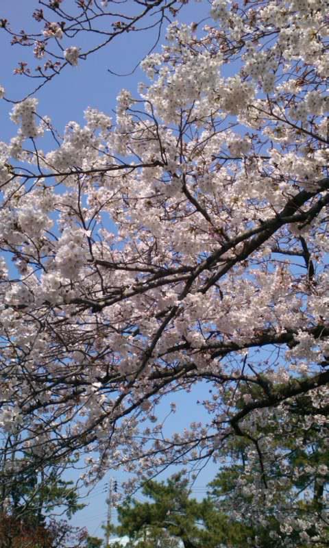 芦屋さくらまつり